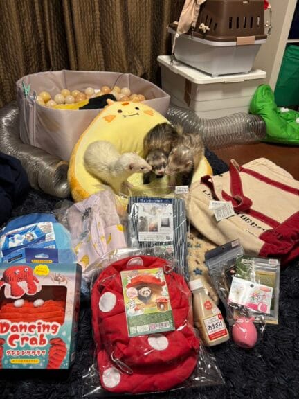 正式譲渡のお知らせ(フェレット)