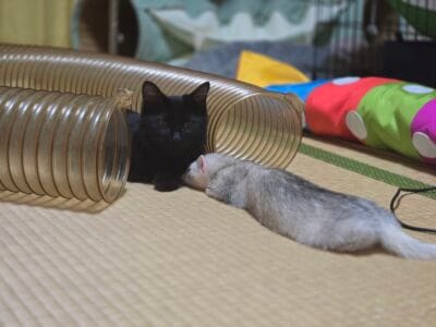 内緒にしてた猫