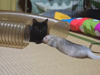 内緒にしてた猫