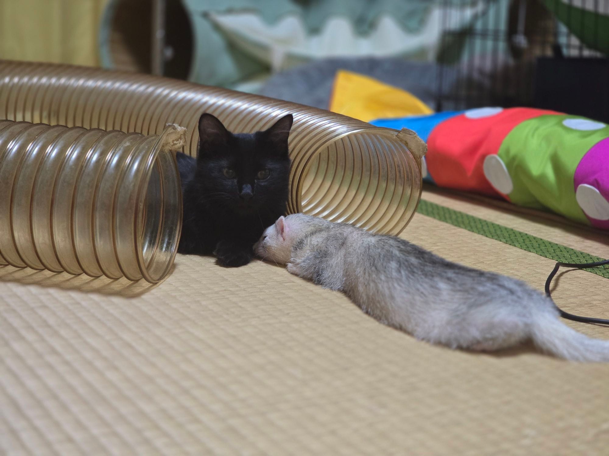 内緒にしてた猫