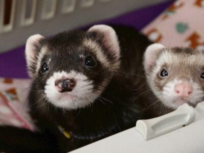 フェレット正式譲渡完了