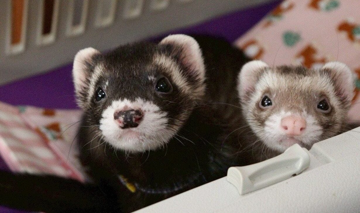 フェレット正式譲渡完了