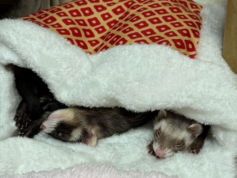 正式譲渡決定(フェレット)