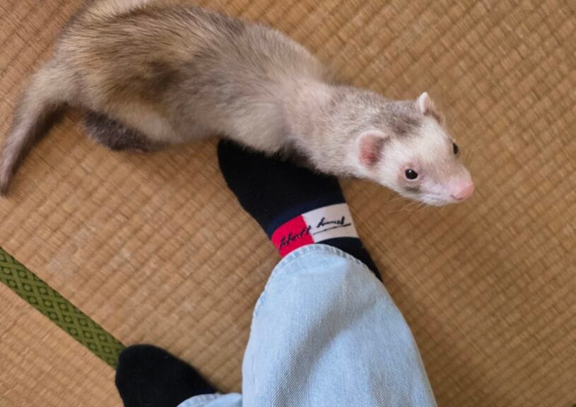 フェレット里親募集