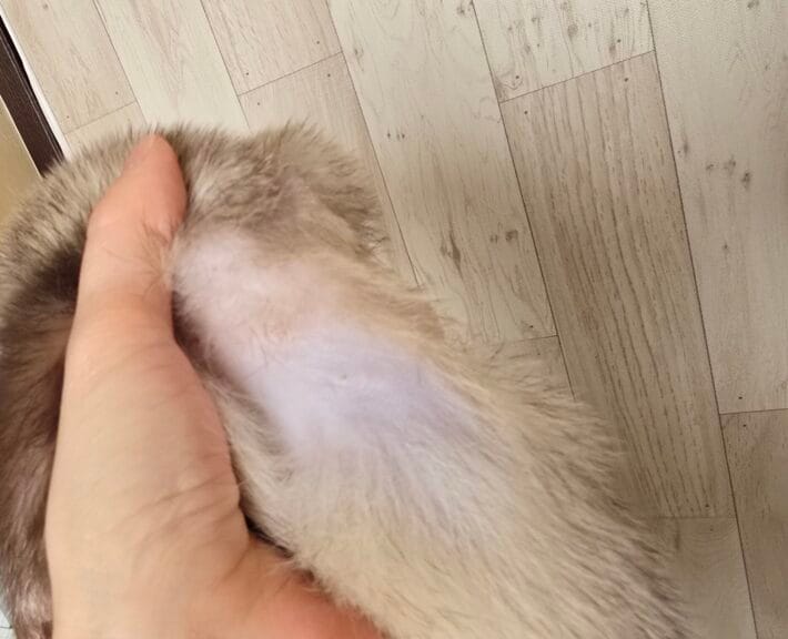 フェレット里親募集