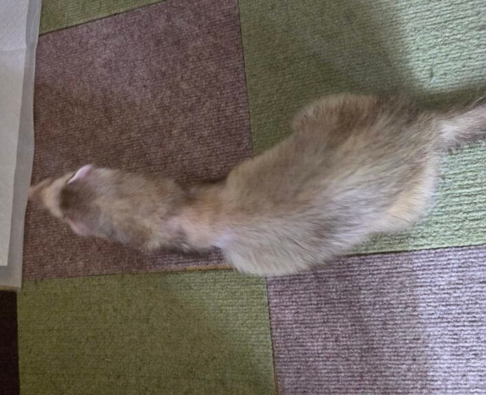 フェレット里親募集