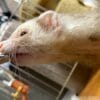 正式譲渡（フェレット）