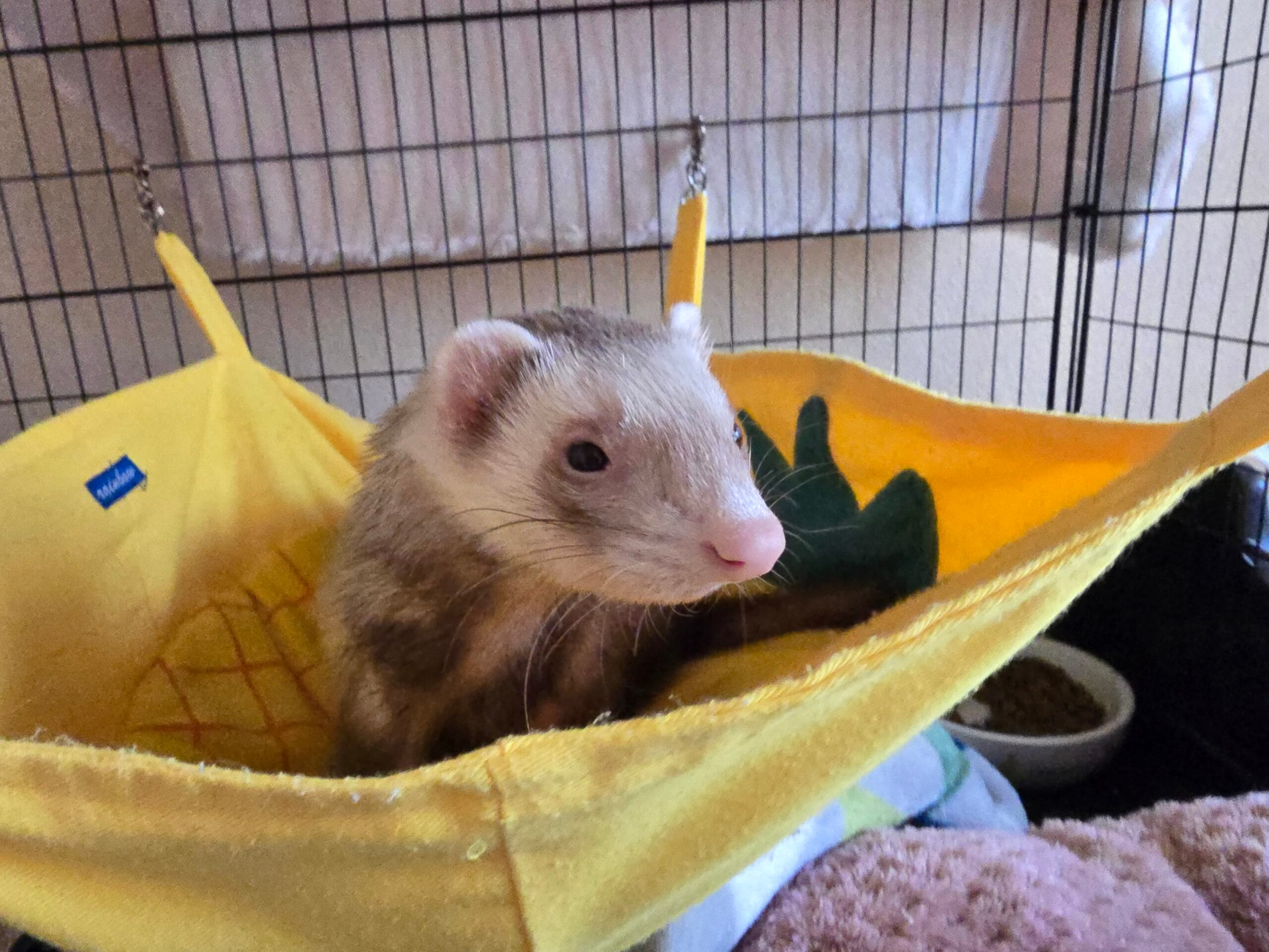 フェレット里親募集