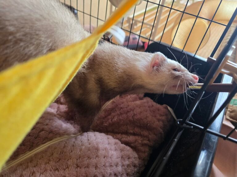 フェレット里親募集