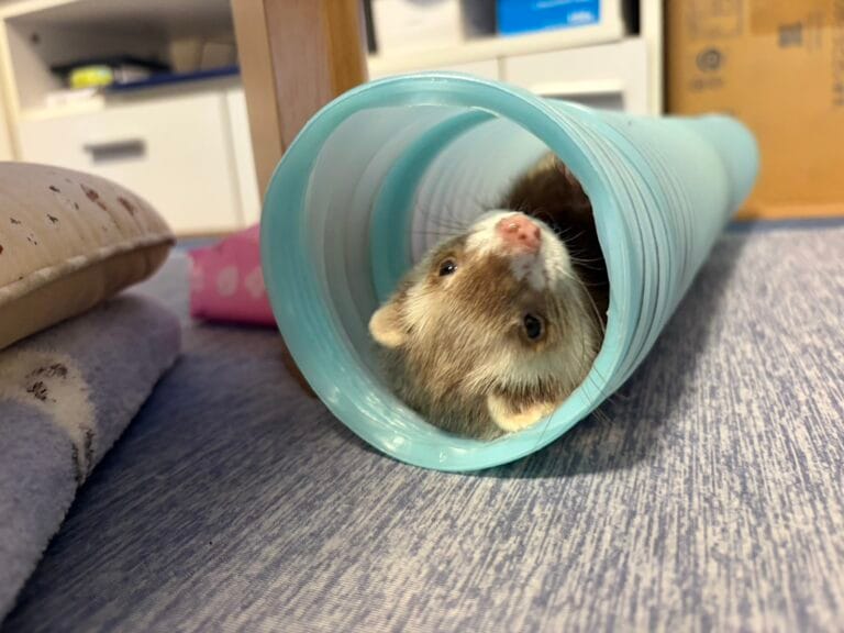 フェレット里親募集