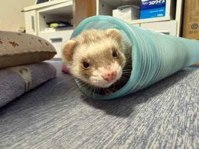 フェレット里親募集