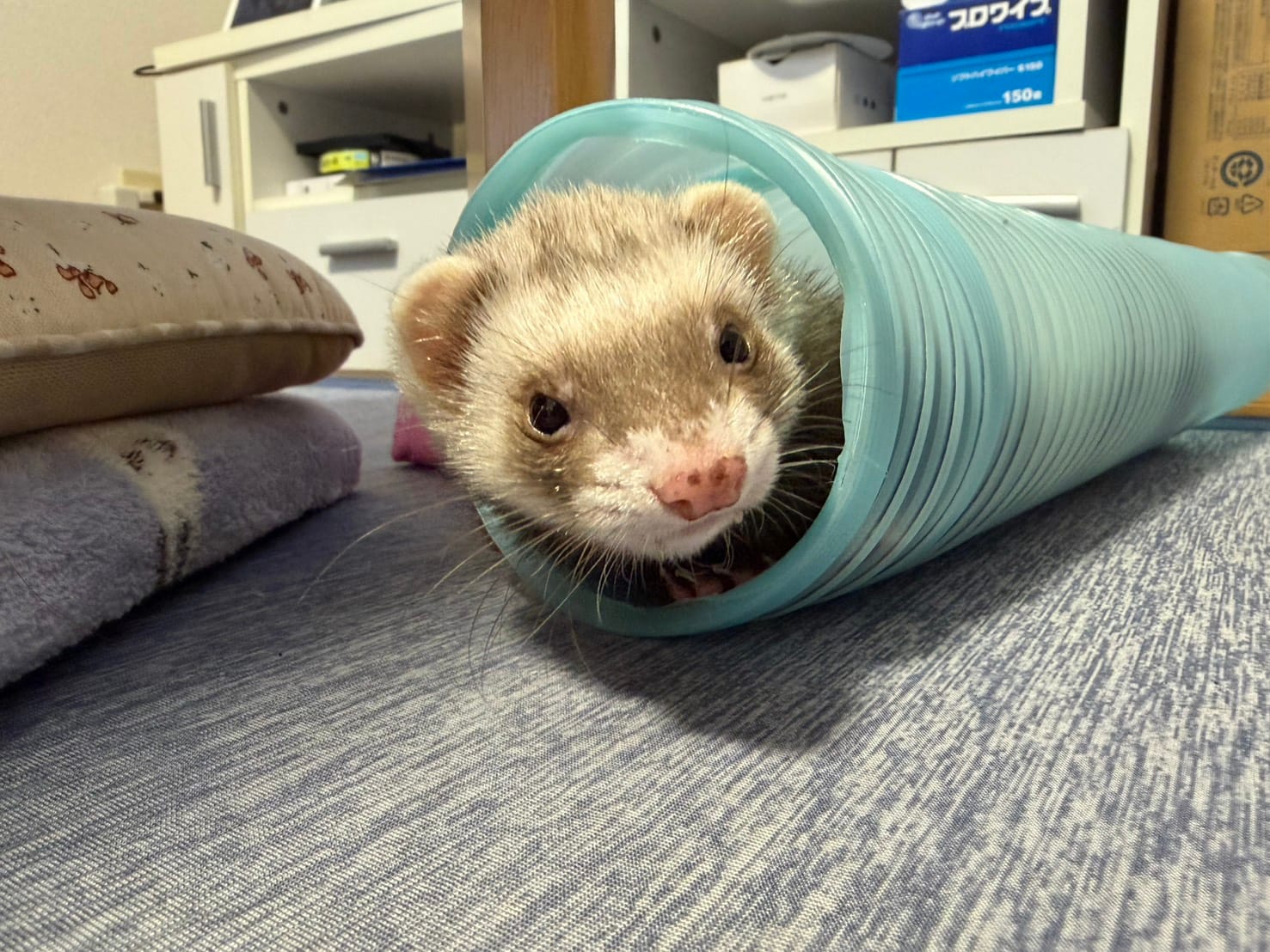フェレット里親募集