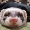 警察で預かれないと言われたフェレット