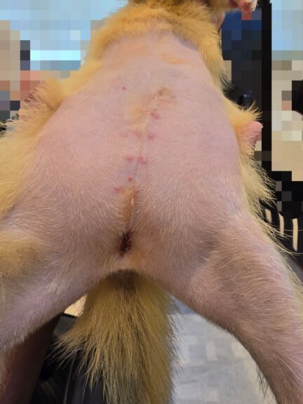 腫瘍摘出、会陰尿道造設、手術後（1ヶ月経過）