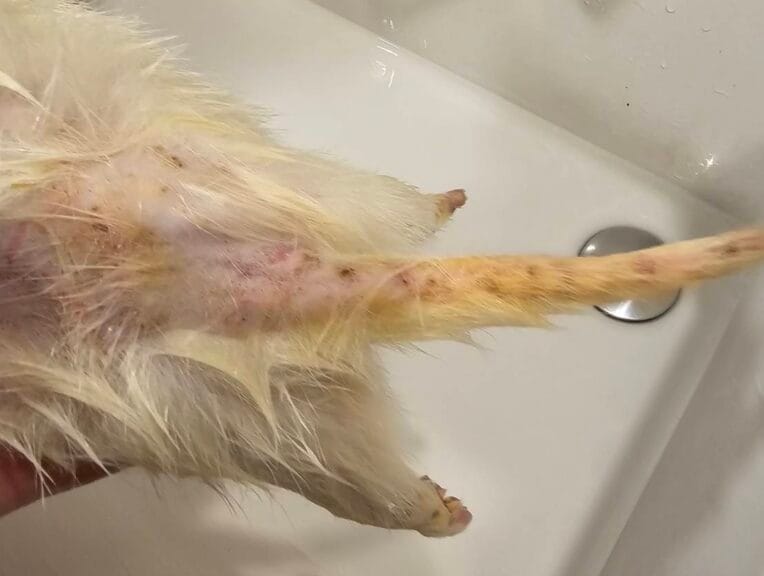 野生動物に噛まれたフェレット