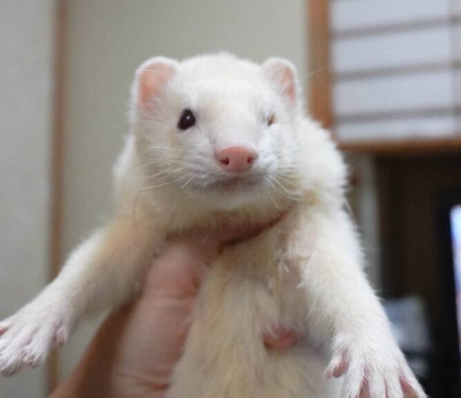 片目のないフェレット