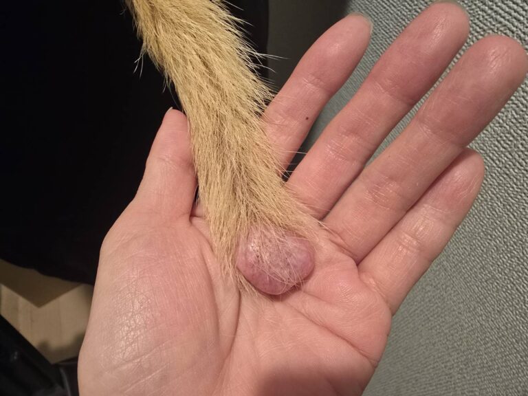 フェレットの尻尾にできた脊索腫