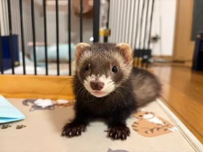 フェレット里親募集