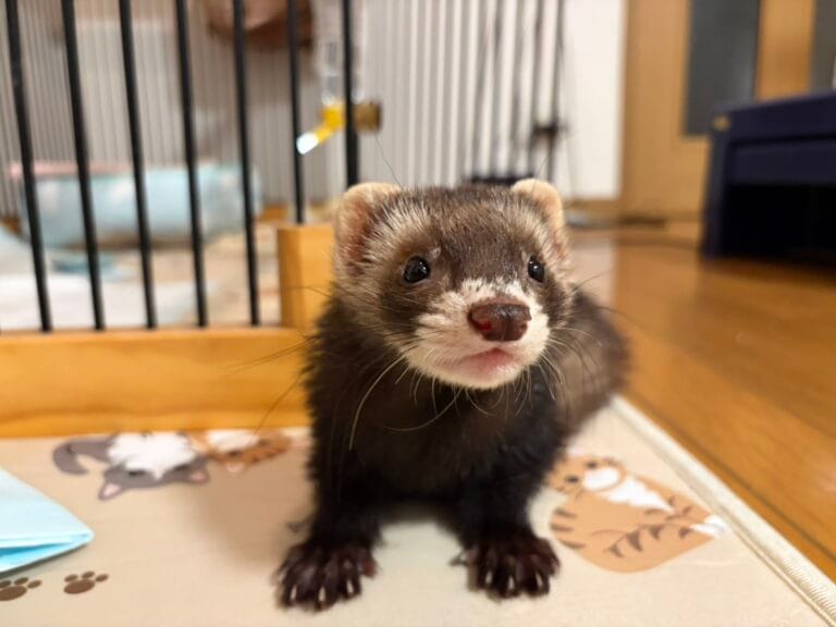 マーシャルフェレット里親募集