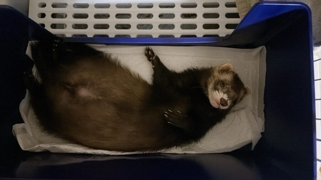 フェレット里子譲渡